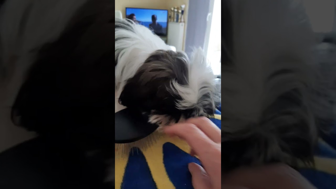 Tutoriel toilettage et soins du Shih-tzu - n°2
