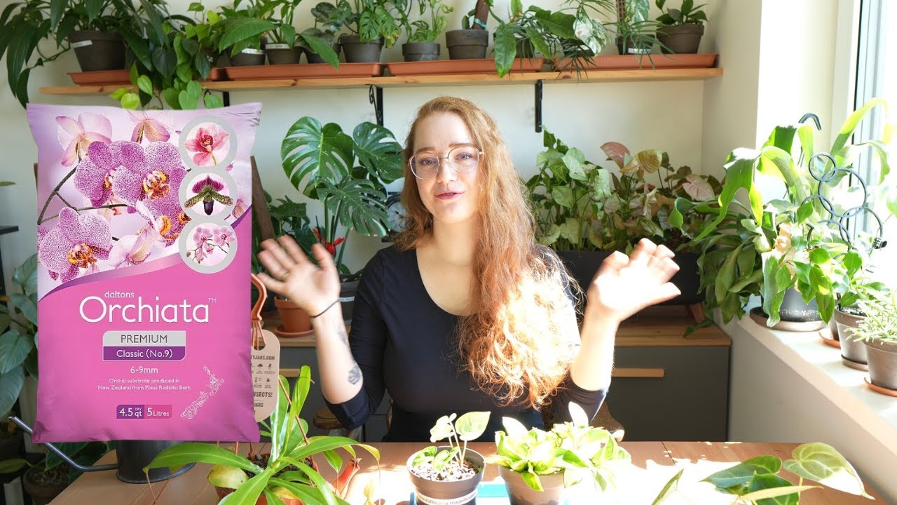 W końcu je przesadzam! Pierwszy raz z korą ORCHIATA