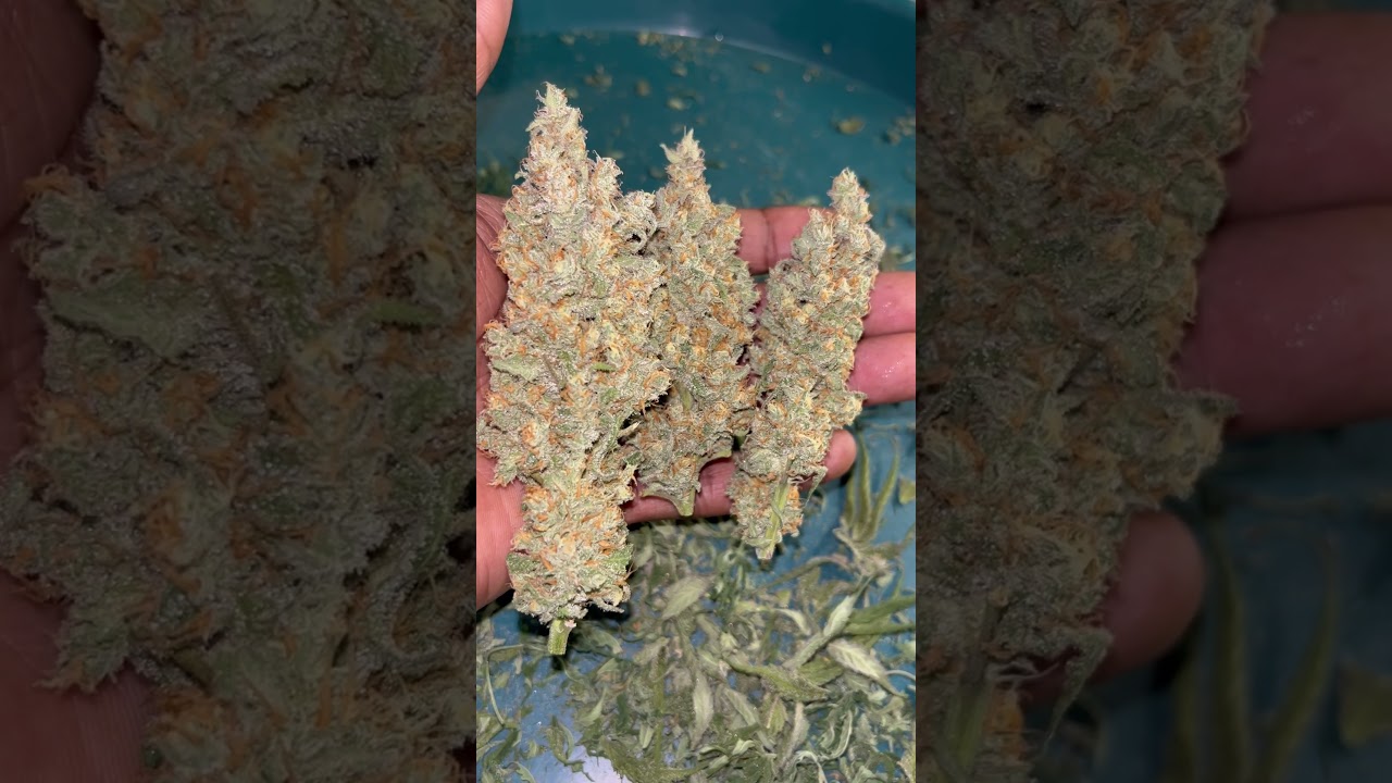 Big Buds!!!💯⛽️🔥💨STAY HIGH & MOTIVATED 💨💨