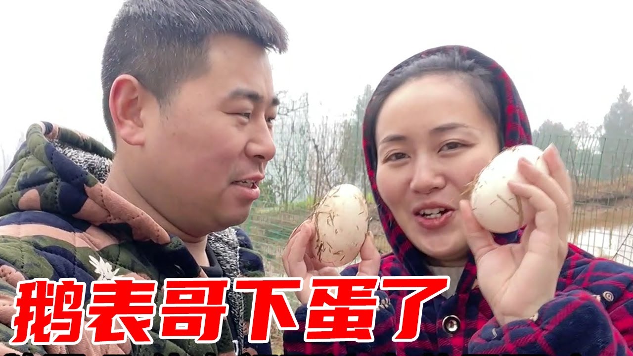 鹅表哥下了两个大大的鹅蛋，看来今年的铁锅炖大鹅要泡汤了，要好好照顾鹅表哥【杨翠花V】