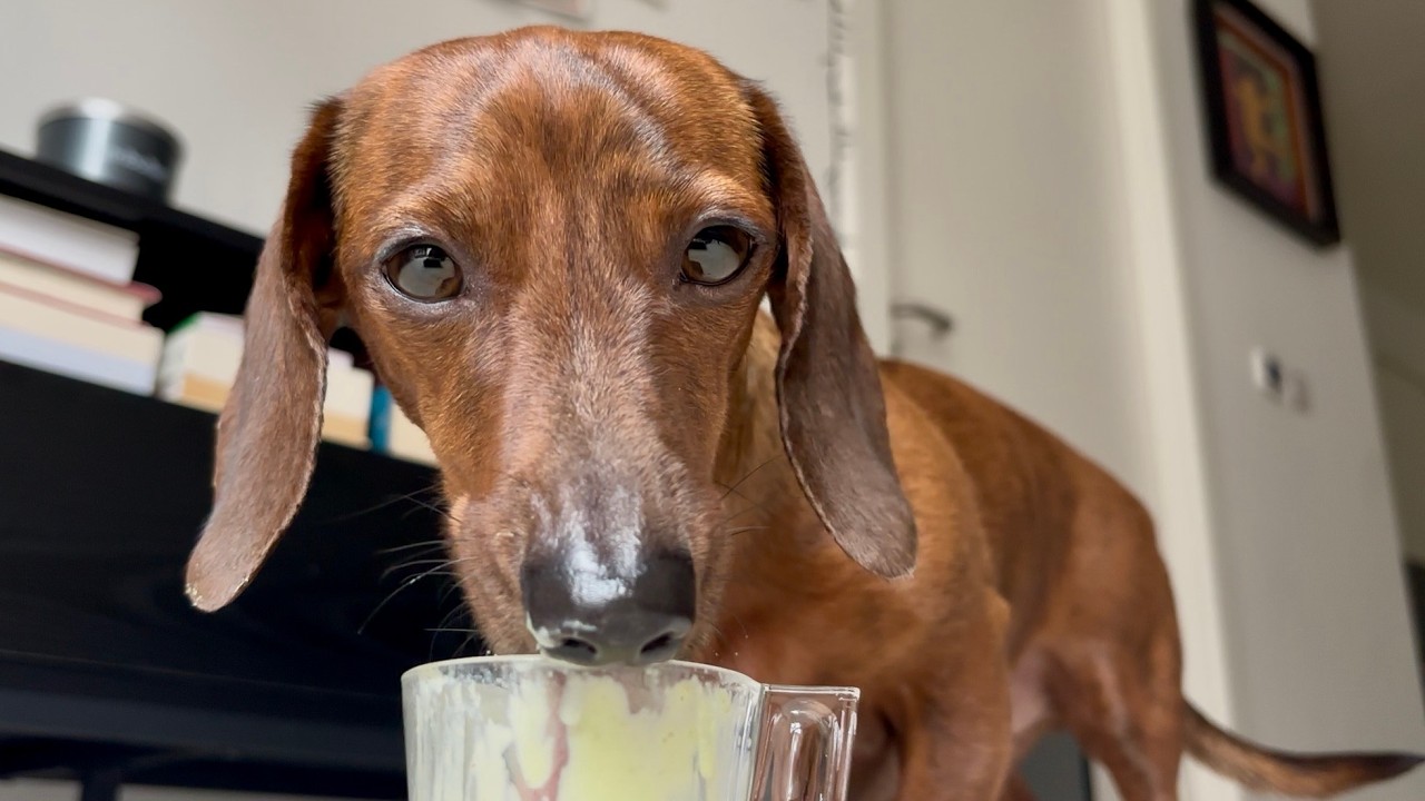 Mini dachshund loves shamrock shake season! ☘️