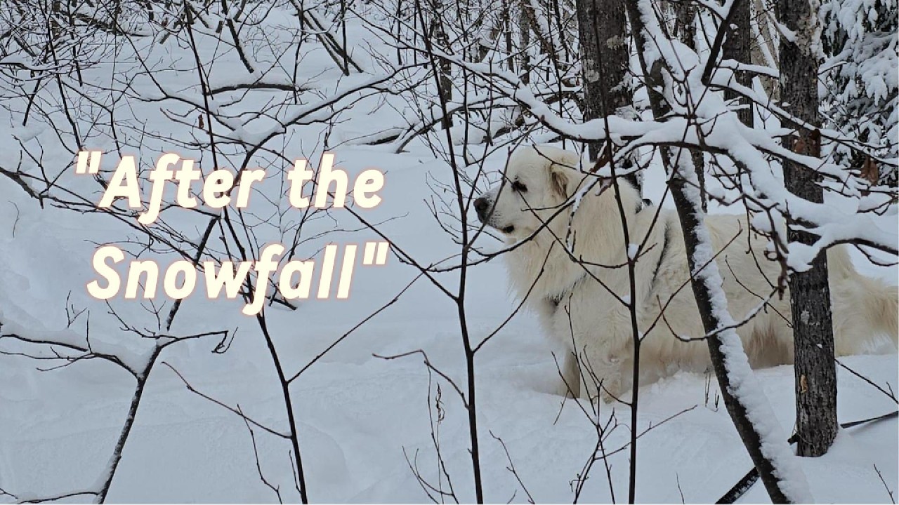 After the Snowfall