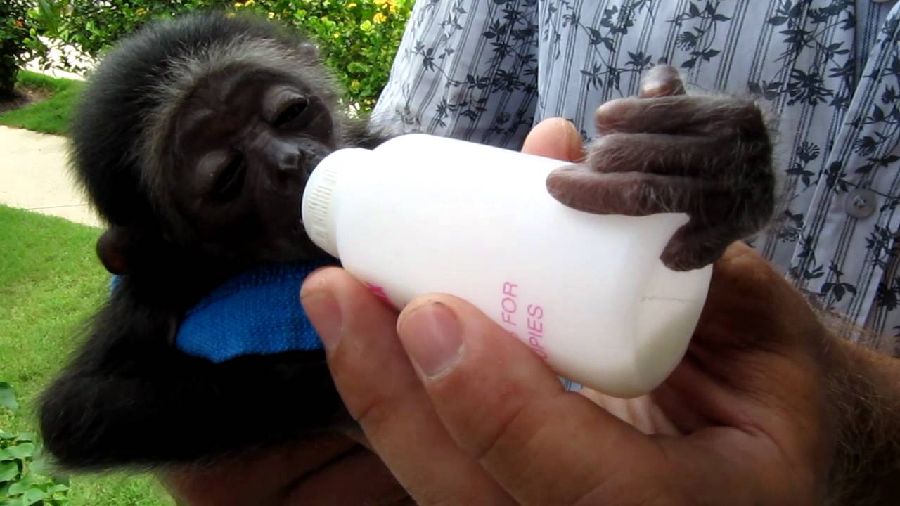 Gibbonapa baby &auml;ter v&auml;lling