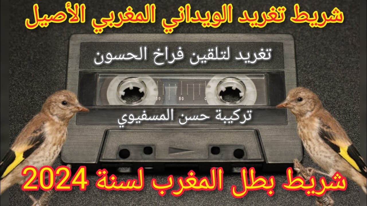 شريط بطل المغرب لسنة 2024 (حسن المسفيوي) تغريد الويداني المغربي الأصيل لتلقين صغار الحسون والهجين.