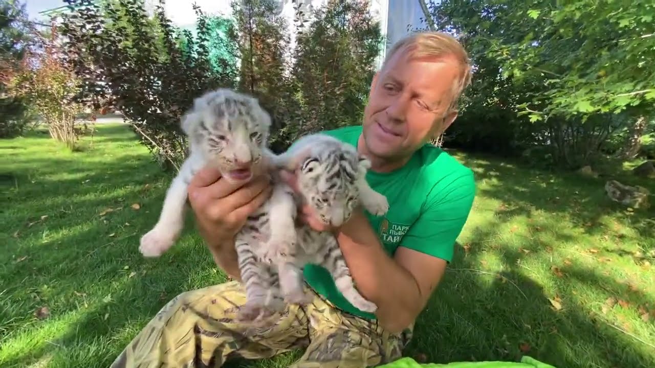 Такие тигры родились а Тайгана ПЕРВЫЙ РАЗ ! 50 на 50 !