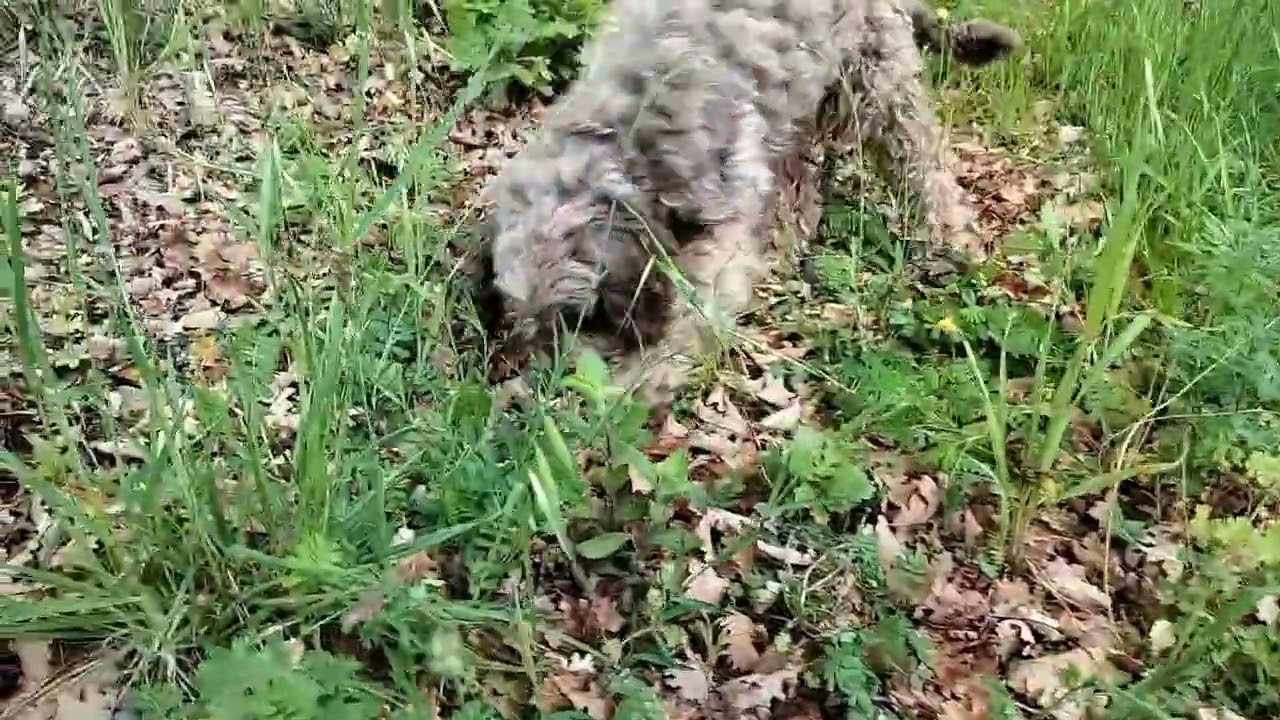 Scorzone 2023, apertura nel Lazio. #tartufo #natura #cani