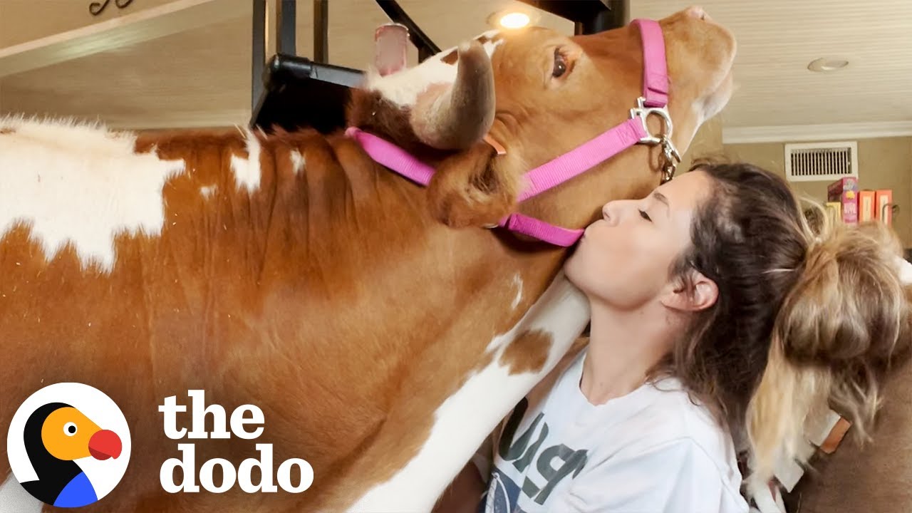 700-pound Cow Still Thinks She's Her Mom's Baby | The Dodo