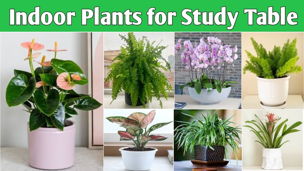 17 Best Indoor Plants for Study Table | Best  Plants for Study Room | Plant and Planting