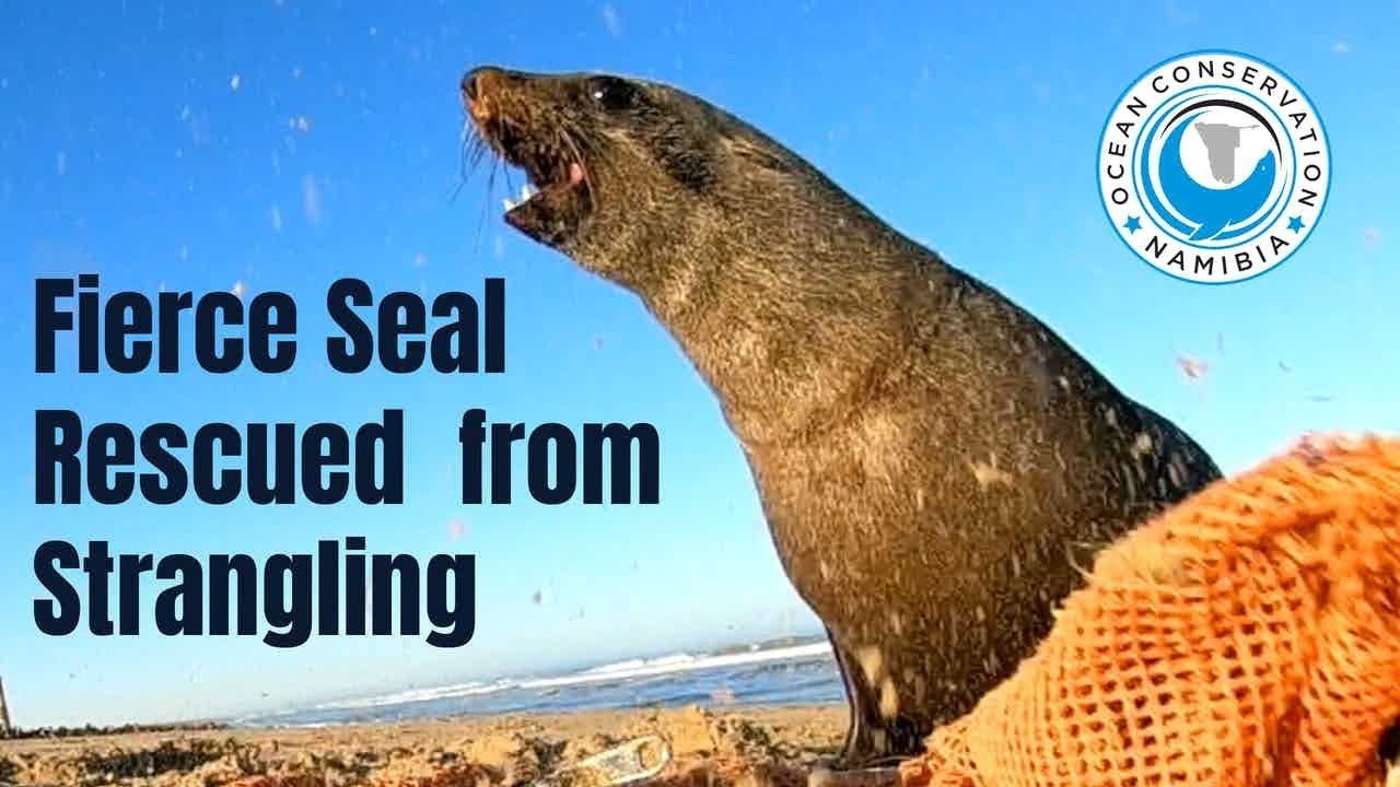 Fierce Seal Bull Rescued from Strangling Line