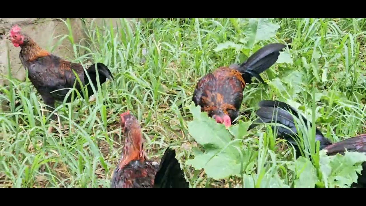 pollos recien marcados somos hacienda michelle calidad garantizada inf 849 460 1570