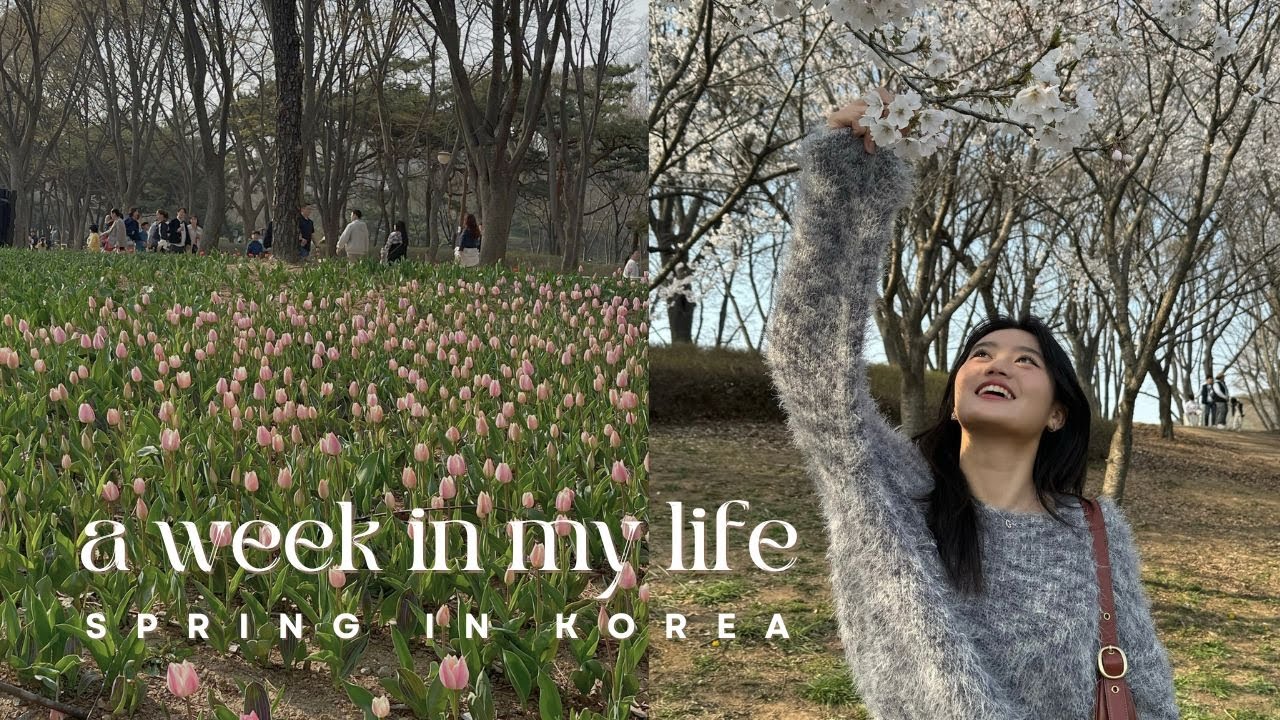university in korea: a week in my life, yonsei uic, going for classes, cherry blossoms, cafes