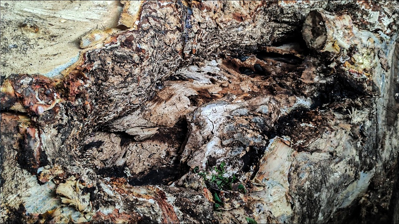 Horrifying Discovery Inside Giant Trembesi Wood at Sawmill