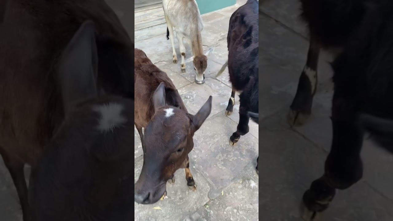 Gau Grass