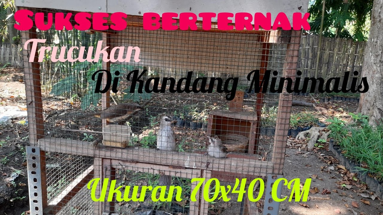 Sukses Berternak Trucukan dikandang Minimalis Ukuran 70x40CM