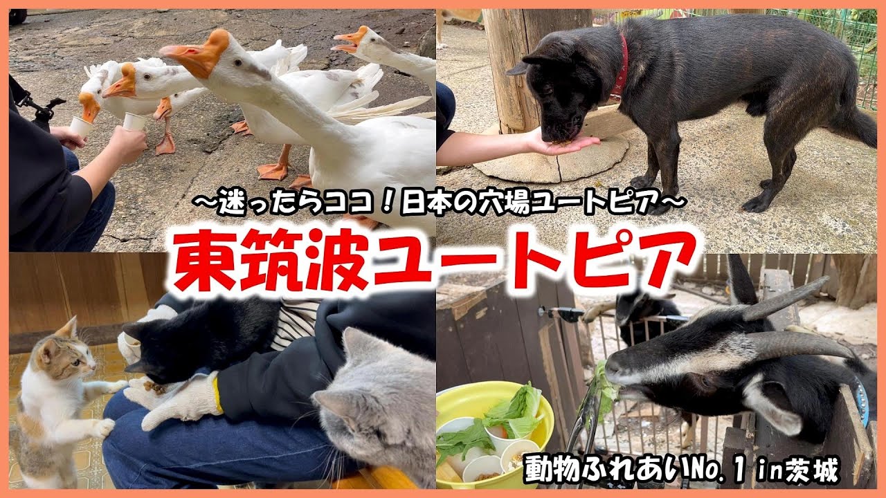 【東筑波ユートピア】動物ふれあいNo 1in茨城～知る人ぞ知る！秘境の動物園～