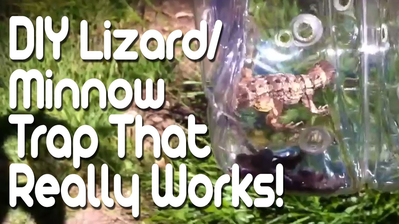 DIY Lizard/Minnow trap that really works!