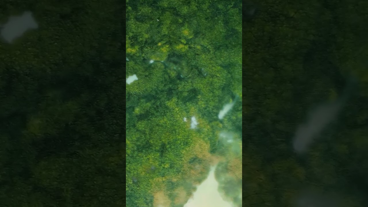 The Soul Heaven - Beautiful Jungle