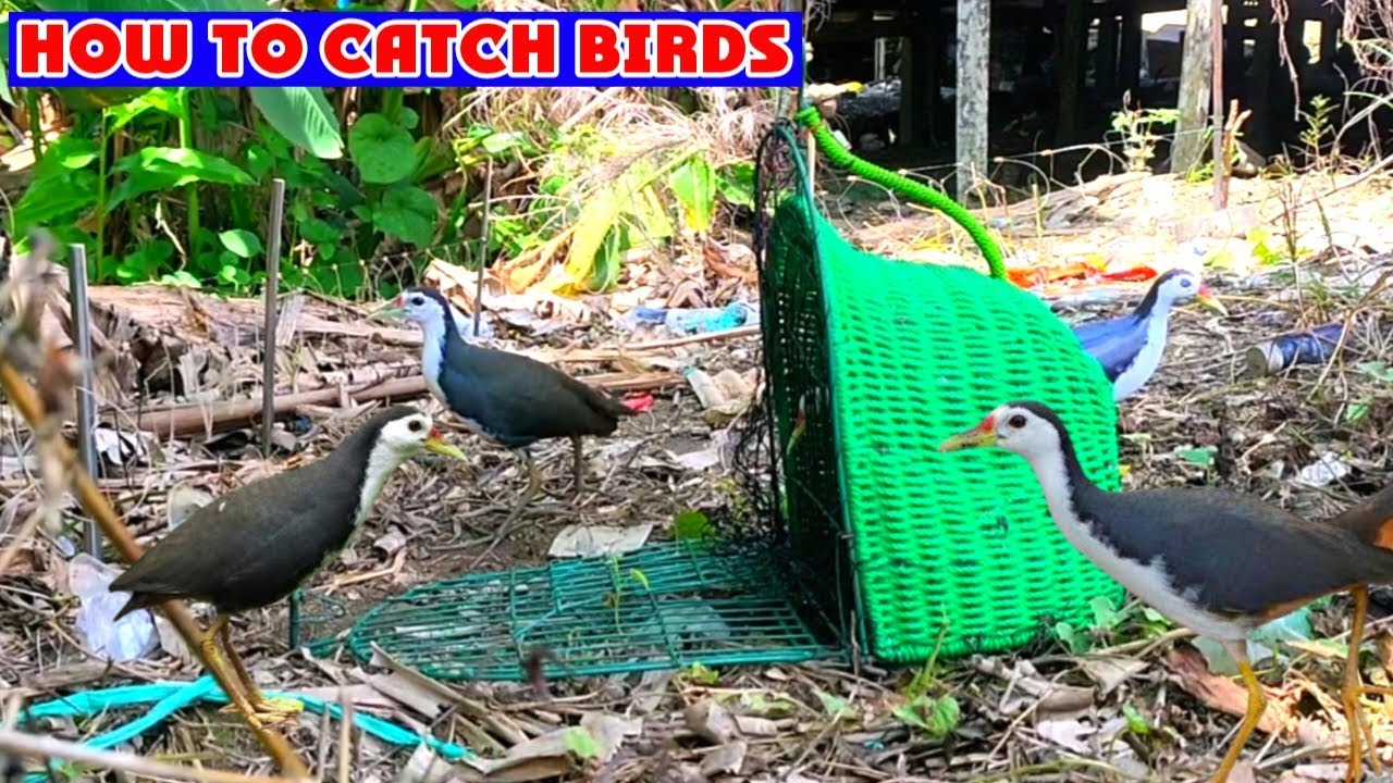 How To Hunt Birds | How To Catching Birds | Bird Hunting Trick | Best Bird Trap | Bird Story |