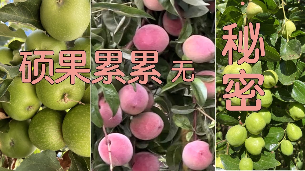 【种果树】做到这几点，你也可以有累累硕果｜今年水果大丰收的经验和教训｜Grow Lots Of Fruits