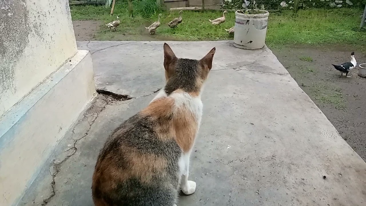Kucing lihat bebek dan motor