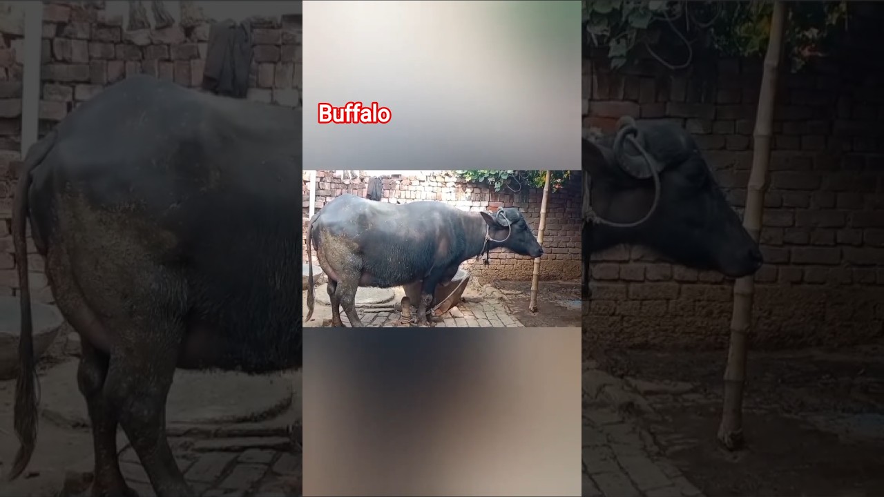Buffalo 