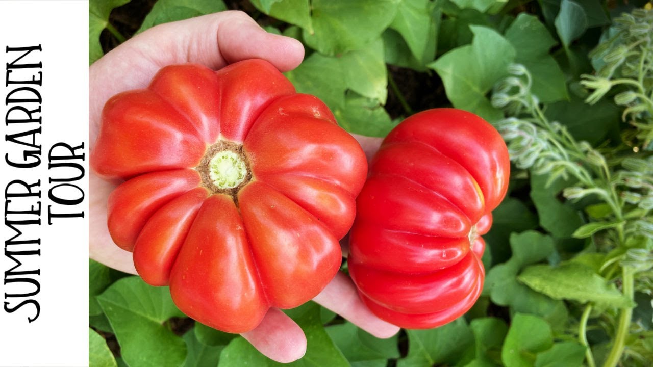 New Mexico Mile High Raised Bed Garden Abundance!