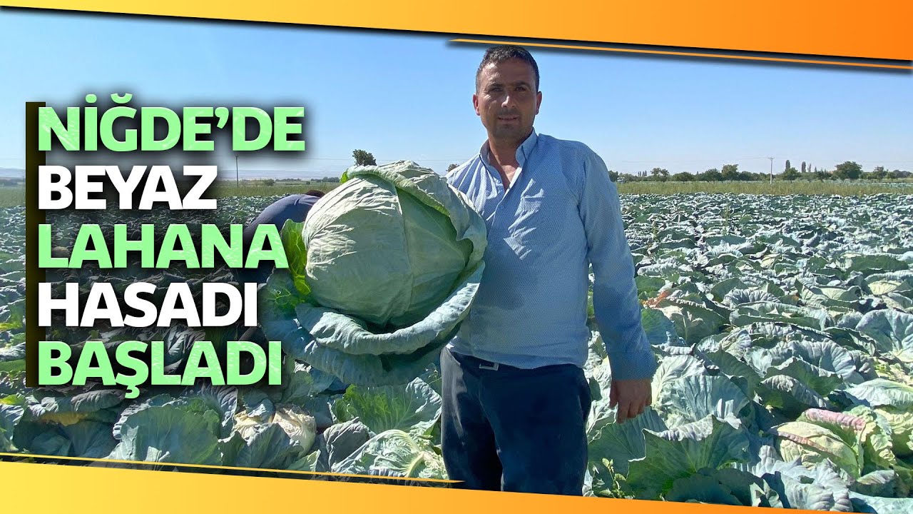 Beyaz Lahanada Hasat Zamanı, Tarlada Tanesi 3 İla 4 Liradan Satılıyor