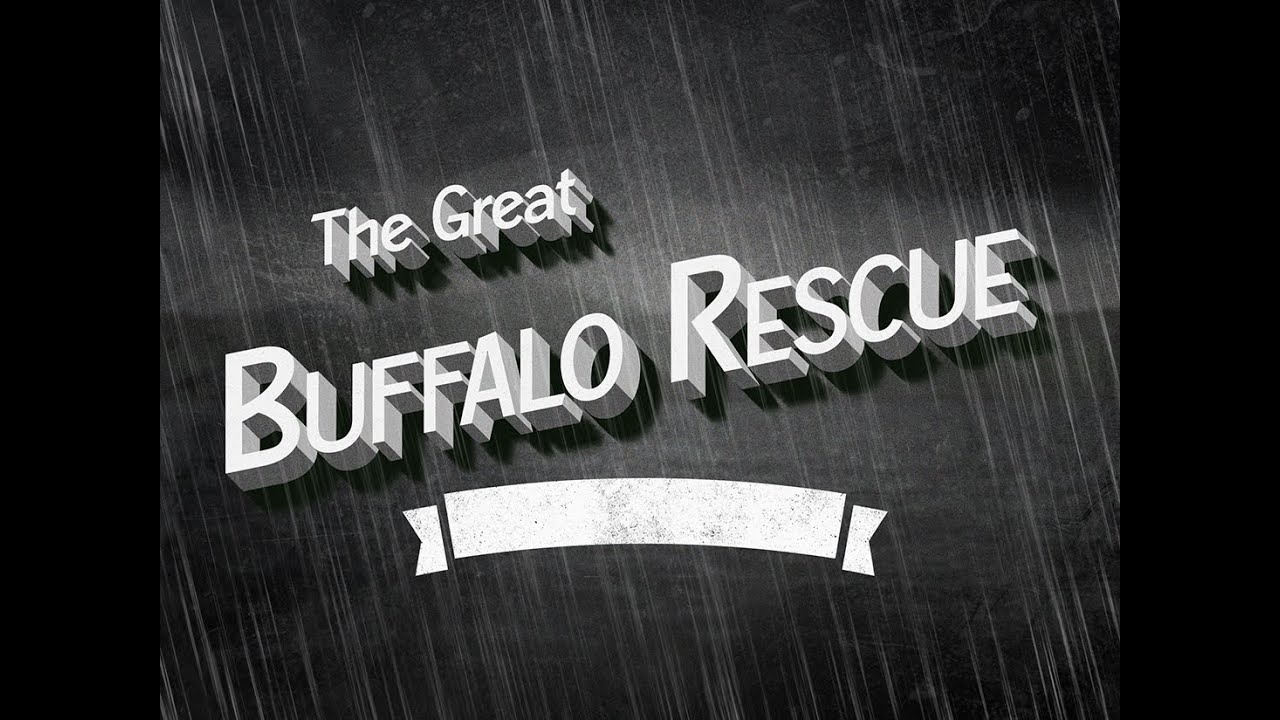 The Great Buffalo Rescue