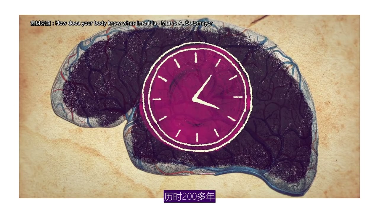 昼夜节律如何控制我们身体的生物钟？