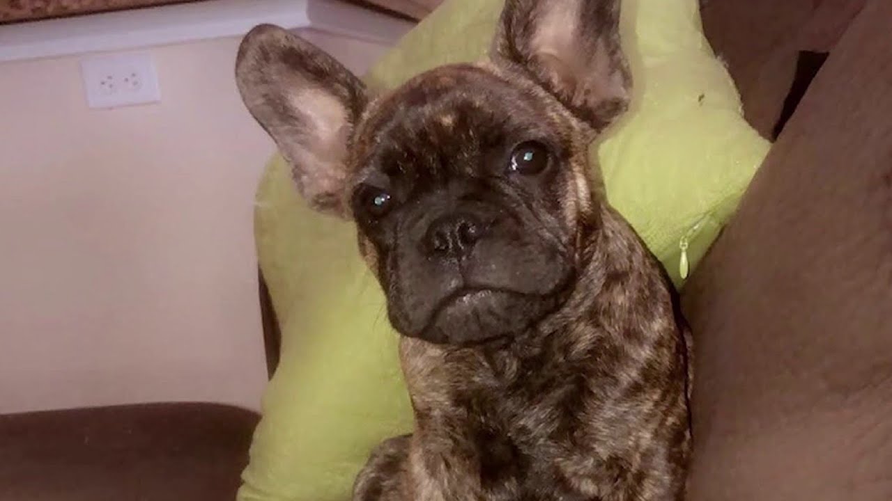 Bexar County judge denies woman’s appeal to lift ‘dangerous dog’ ruling on 5 puppies
