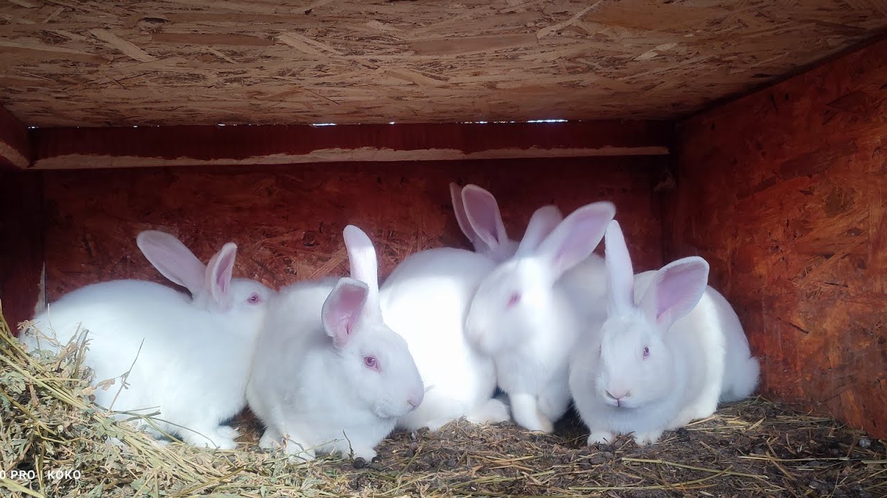Nyúl fajták bemutatása 1 rész -Pannon fehér nyúl, előnyök- hátrányok!