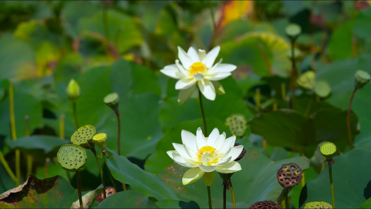 활짝 피어있는 연꽃과 푸른 연꽃잎이 너무 아름답게 느껴지네요.The blooming lotus and blue lotus leaves feel so beautiful.