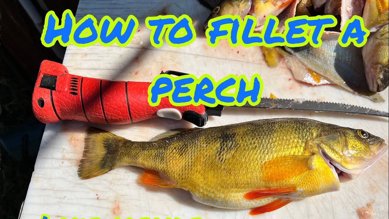 How to Fillet a Perch from Lake Cascade