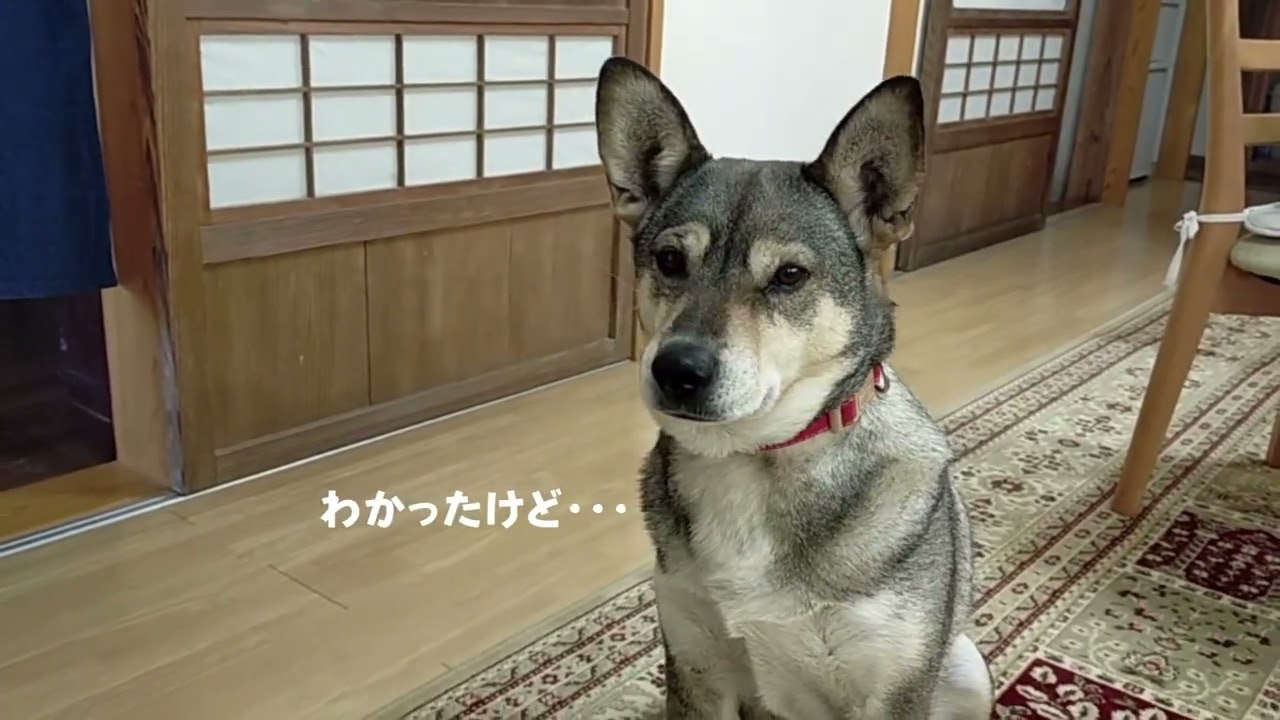留守番と知って だんだん声が小さくなる
