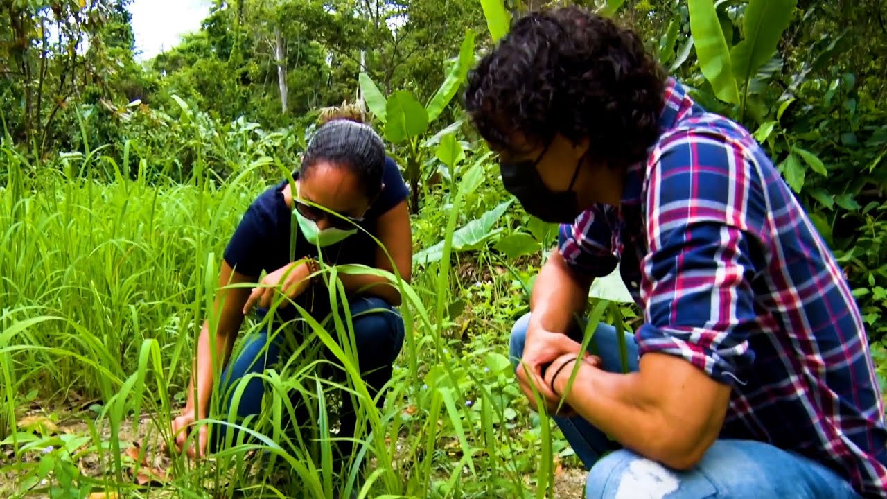 Trinidad Is A Real Place - Moruga Hill Rice