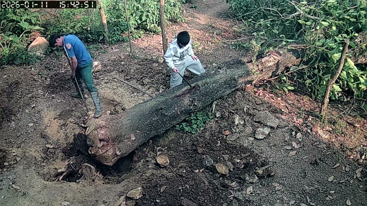 Chặt cây mít kỷ niệm