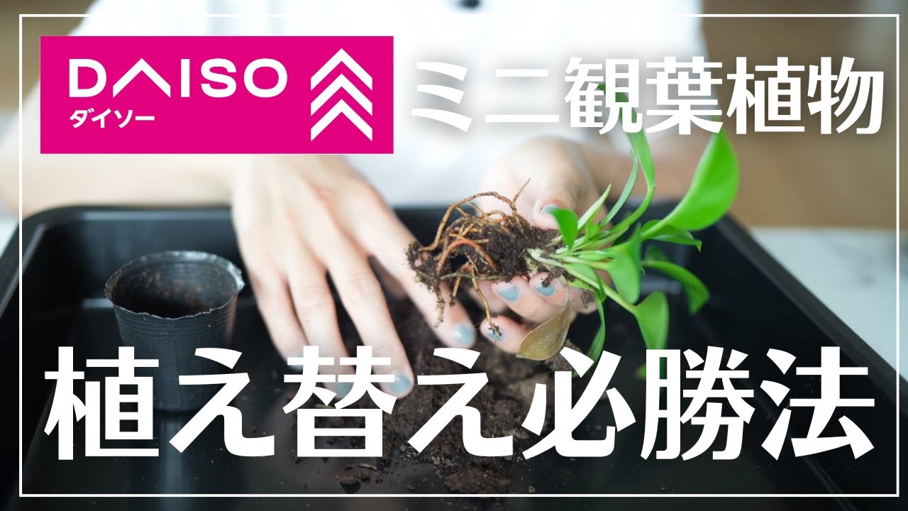 【ダイソー観葉植物の植え替え】失敗しないコツは○○だった#観葉植物