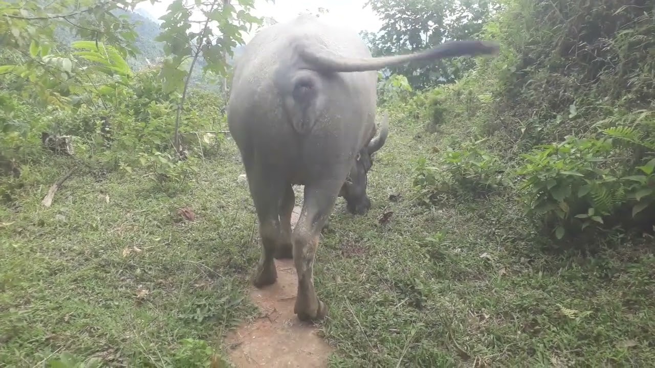 Reviw . đi thả trâu