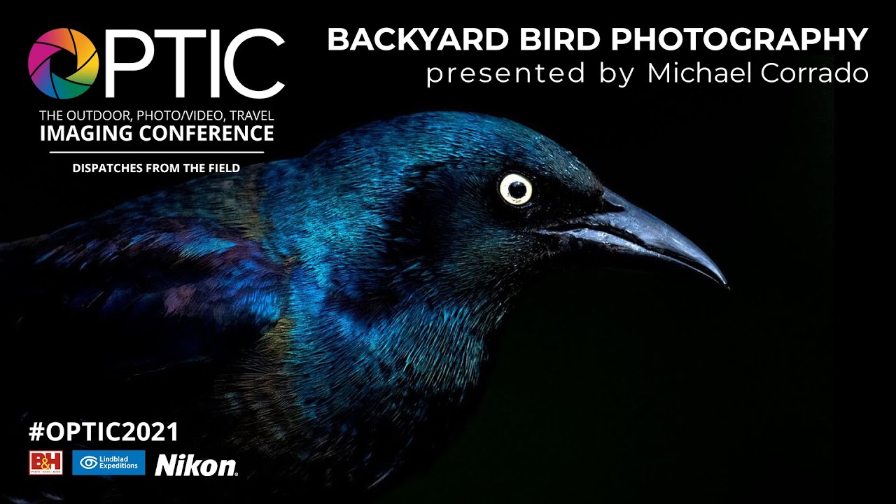 Backyard Bird Photography, from Camera Settings to Gear | OPTIC 2021
