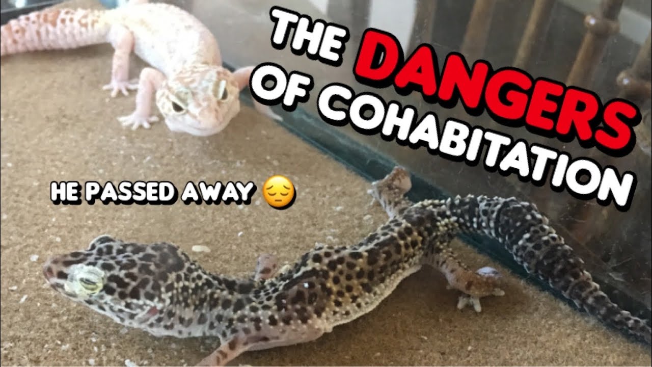 The Dangers of Housing Leopard Geckos Together