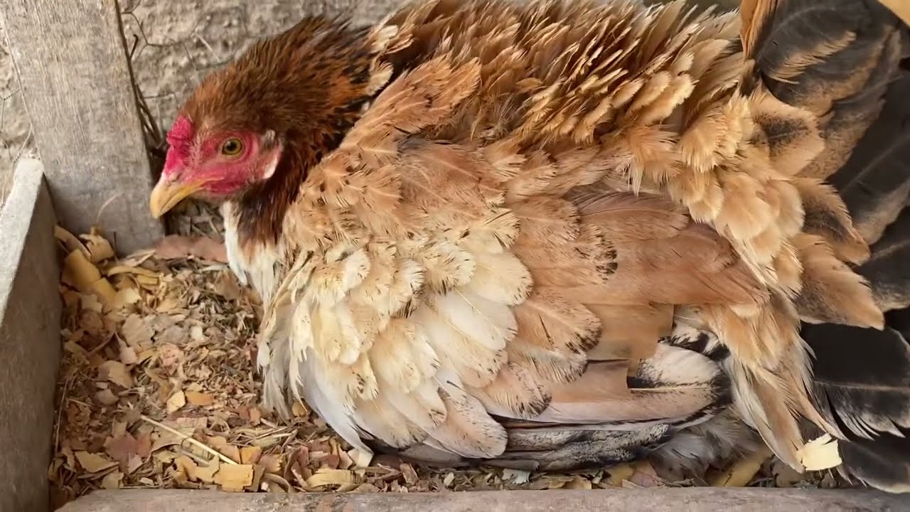 Salvei os pintinhos que estava nascendo. Manejio!