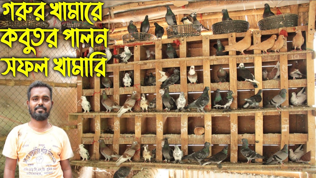 #114 ভিন্ন পদ্ধিতে আবদ্ধ অবস্থায়  কবুতর পালন করে সফল খামারি।  kobutor palon in bangladesh