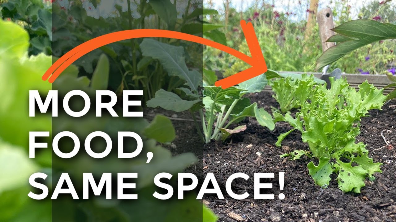 Easy Intercropping Explained. Better harvests in the vegetable garden!