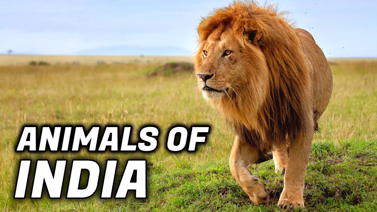 What Is The National Animal Of India?