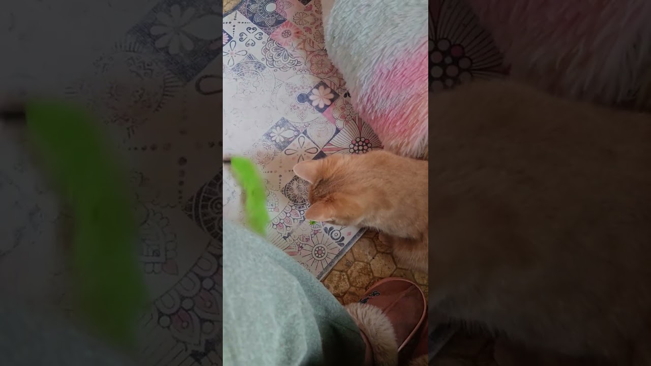 Marjolaine et les chats font la fête 