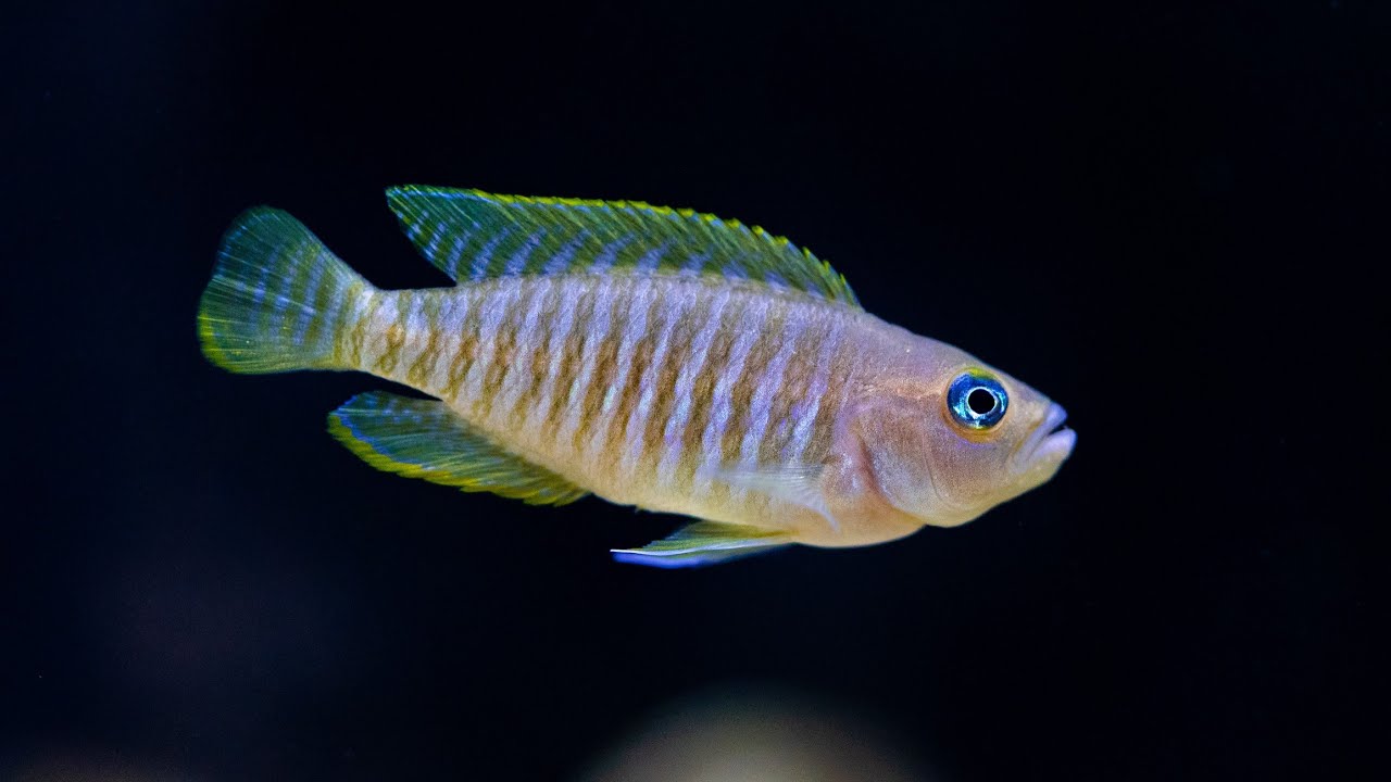 How To set up a Lake Tanganyika African Cichlid Aquarium 🐠 Shell Dwellers 🐠 Cyprichromis