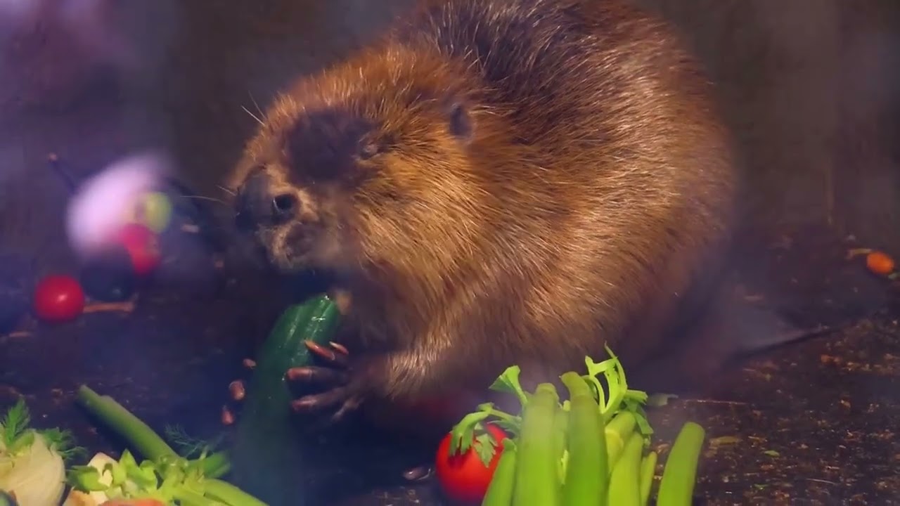 Veggie Beaver 🦫