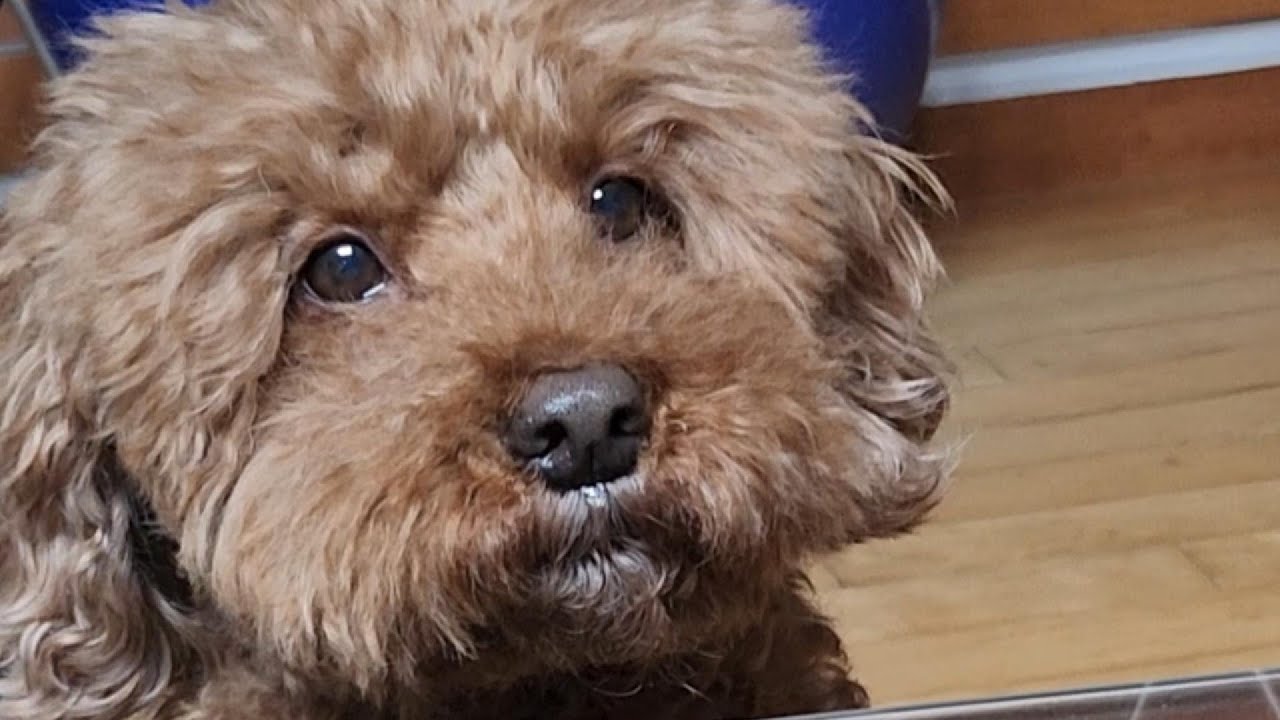 야식 앞에서 콧물 흘리며 기다리는 유커피