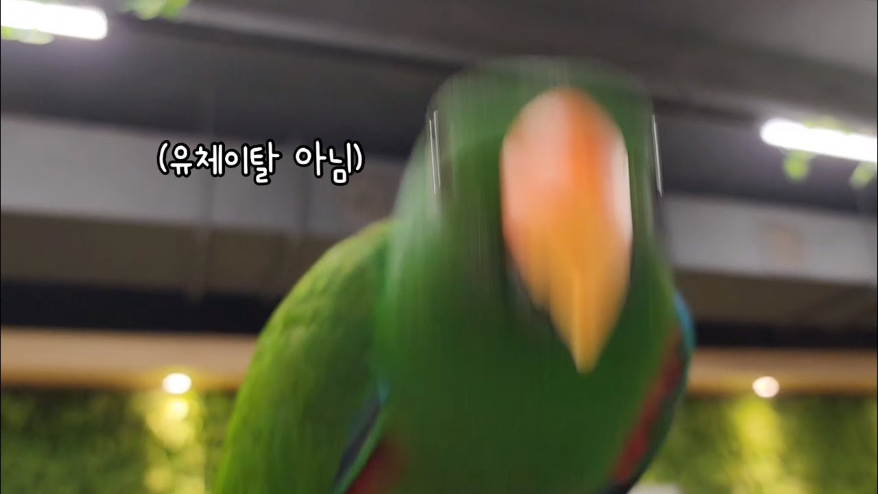 [지구/쫑알] 우리집 앵무새는 신나면 춤을 춰 (사실 새보다 사람이 더 신남)