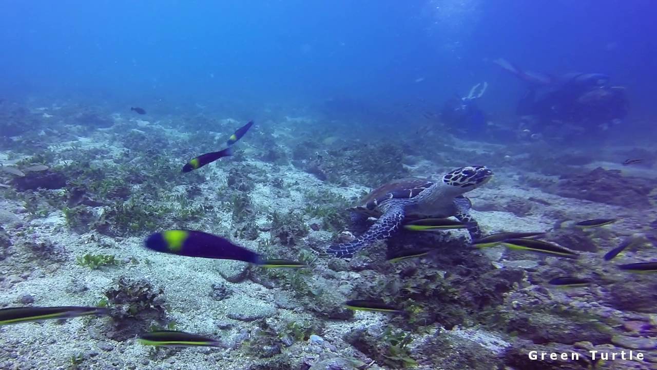 Scuba Diving - Costa Rica (Playa Ocotal & The Bat Islands)